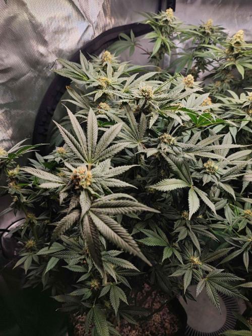 AC Infinity 3x3 grow. Week 12 - Rainbow Melon
FLOWER DAY 31
31.5. 2026