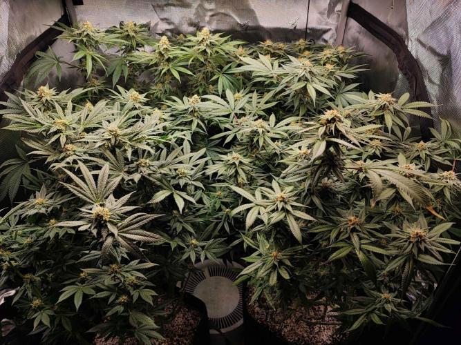 AC Infinity 3x3 grow. Week 13 - FLOWER DAY 32 
1.6. 2026