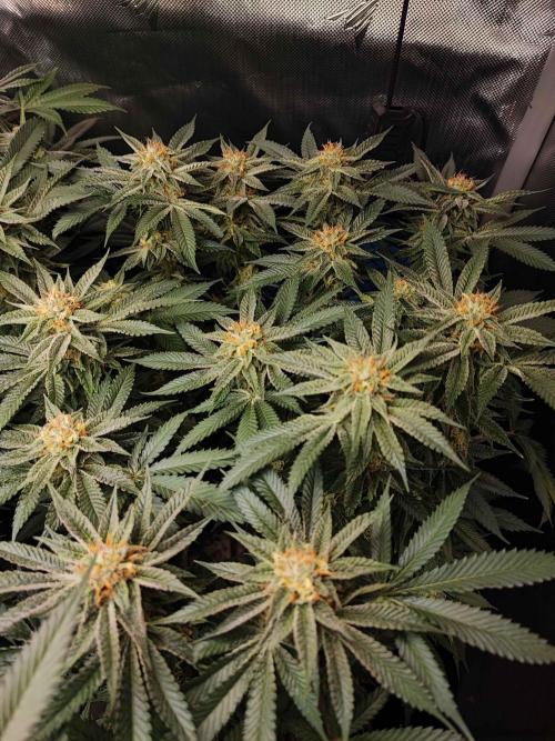 AC Infinity 3x3 grow. Week 13 - Uvaz
FLOWER DAY 32 
1.6. 2026
