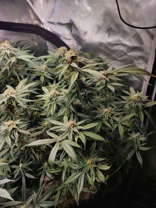 AC Infinity 3x3 grow. Week 13 - Blueberry Pancakes
FLOWER DAY 32 
1.6. 2026