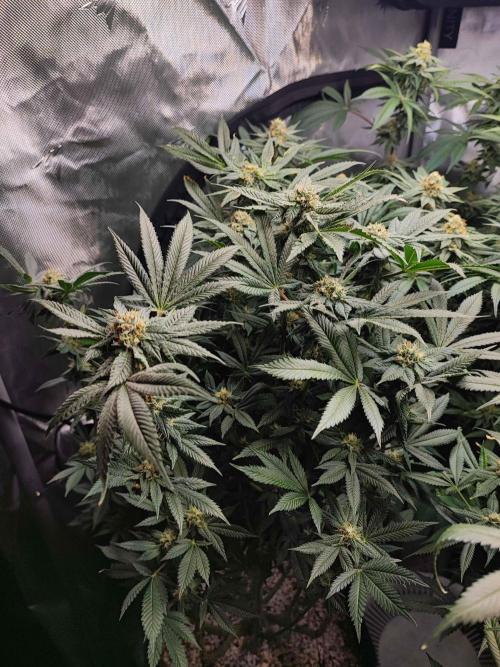 AC Infinity 3x3 grow. Week 13 - Rainbow Melon
FLOWER DAY 32 
1.6. 2026