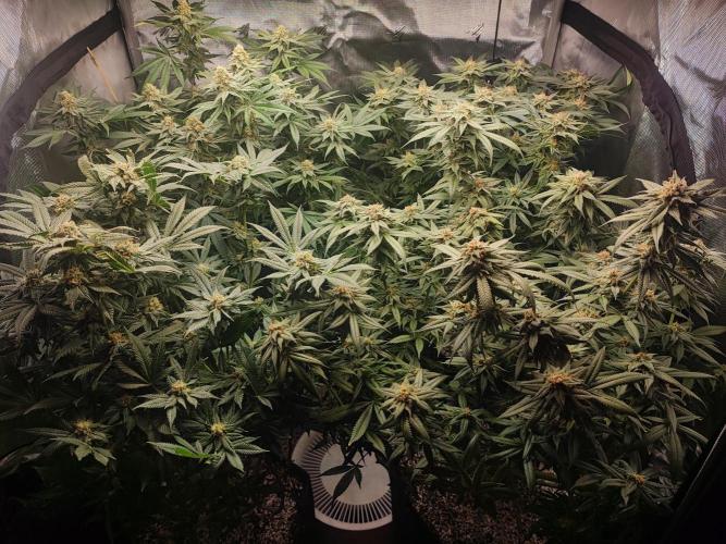 AC Infinity 3x3 grow. Week 13 - FLOWER DAY 38
7.6. 2026