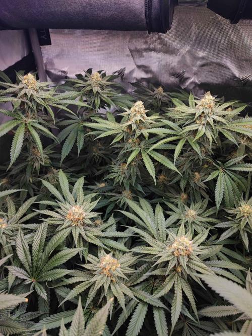 AC Infinity 3x3 grow. Week 13 - Toronjaz 
FLOWER DAY 38
7.6. 2026