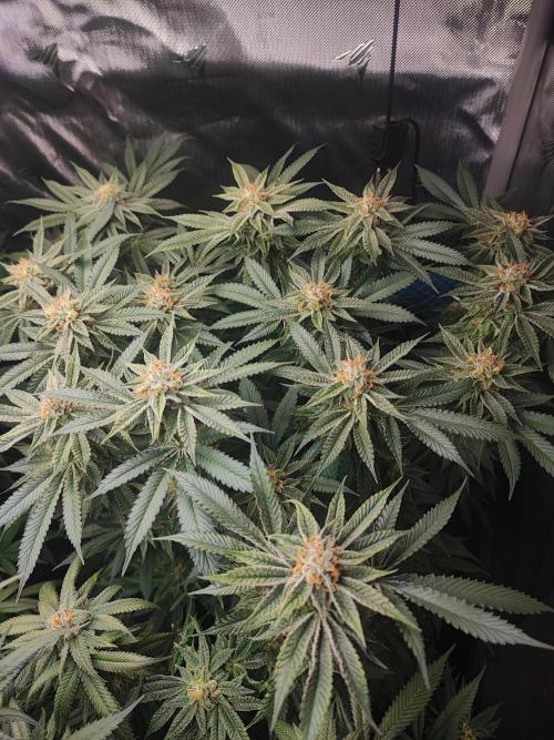 AC Infinity 3x3 grow. Week 13 - Uvaz 
FLOWER DAY 38
7.6. 2026