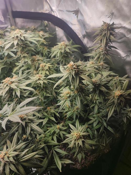 AC Infinity 3x3 grow. Week 13 - Blueberry Pancakes 
FLOWER DAY 38
7.6. 2026