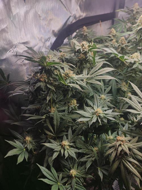 AC Infinity 3x3 grow. Week 13 - Rainbow Melon
FLOWER DAY 38
7.6. 2026