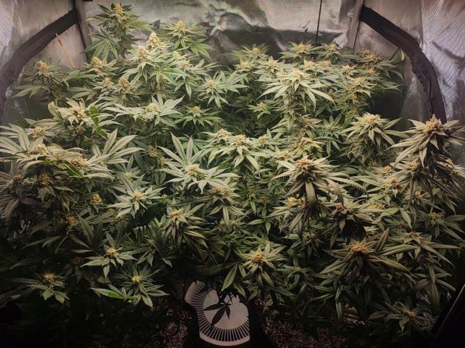 AC Infinity 3x3 grow. Week 14 - FLOWER DAY 39
8.6. 2026