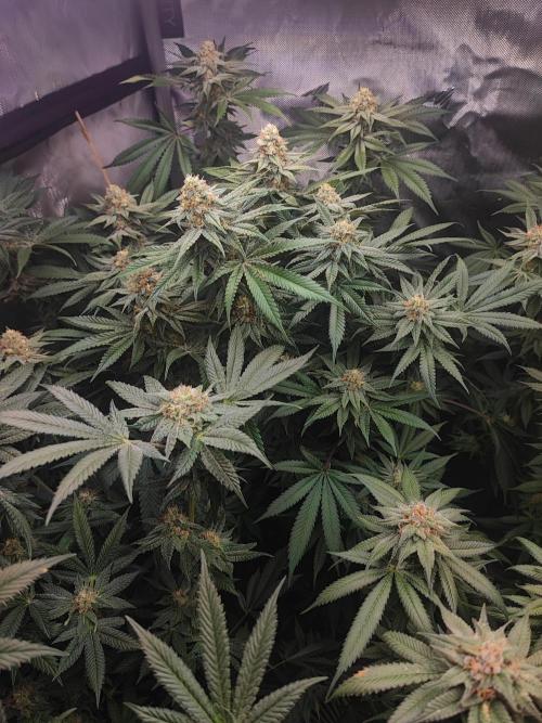 AC Infinity 3x3 grow. Week 14 - Toronjaz 
FLOWER DAY 39
8.6. 2026