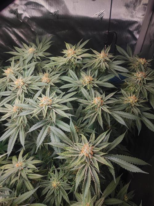 AC Infinity 3x3 grow. Week 14 - Uvaz 
FLOWER DAY 39
8.6. 2026