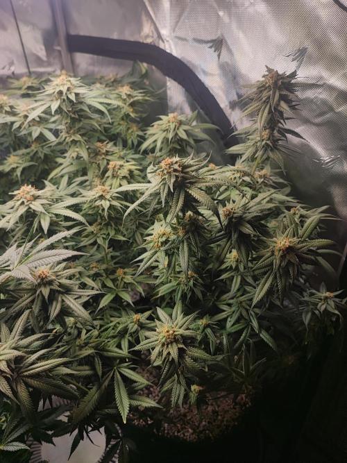 AC Infinity 3x3 grow. Week 14 - Blueberry Pancakes
FLOWER DAY 39
8.6. 2026