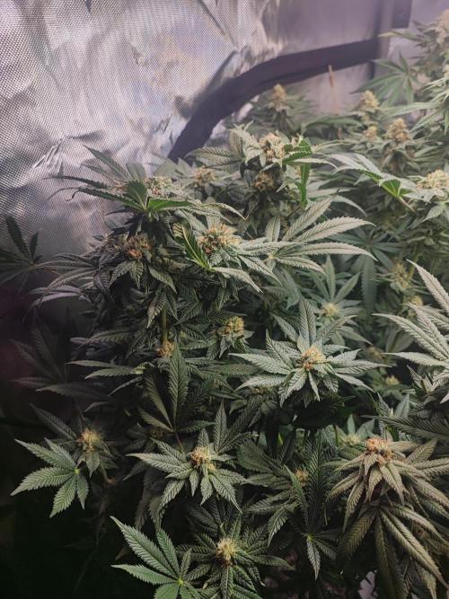 AC Infinity 3x3 grow. Week 14 - Rainbow Melon
FLOWER DAY 39
8.6. 2026