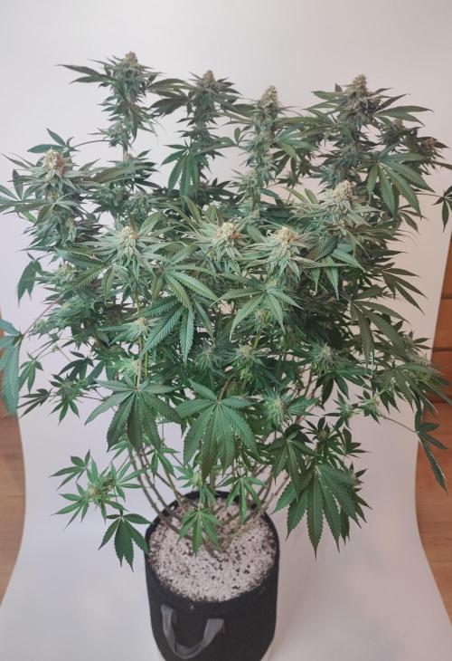 AC Infinity 3x3 grow. Week 13 - Toronjaz 
FLOWER DAY 38
7.6. 2026