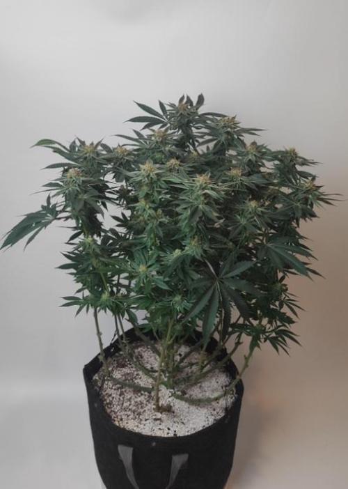 AC Infinity 3x3 grow. Week 13 - Uvaz 
FLOWER DAY 38
7.6. 2026