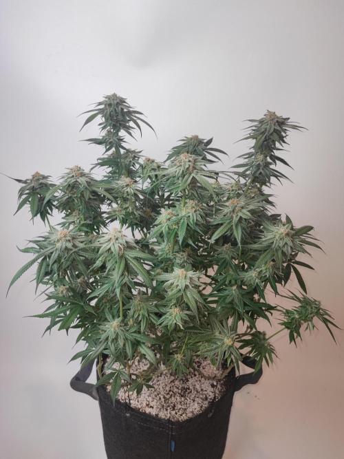 AC Infinity 3x3 grow. Week 13 - Blueberry Pancakes 
FLOWER DAY 38
7.6. 2026