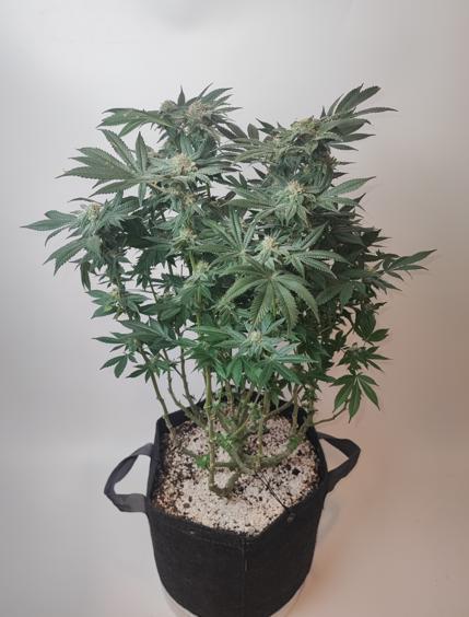 AC Infinity 3x3 grow. Week 13 - Rainbow Melon
FLOWER DAY 38
7.6. 2026