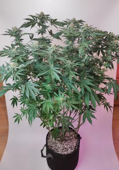 AC Infinity 3x3 grow. Week 12 - Toronjaz
FLOWER DAY 31
31.5. 2026
