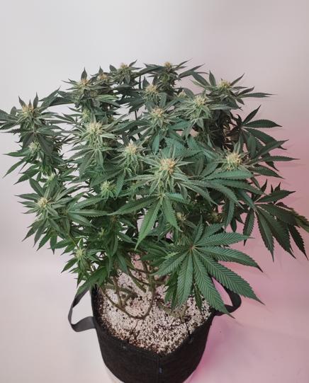 AC Infinity 3x3 grow. Week 12 - Uvaz
FLOWER DAY 31
31.5. 2026