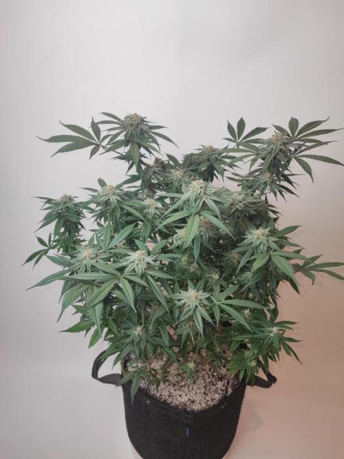 AC Infinity 3x3 grow. Week 12 - Blueberry Pancakes
FLOWER DAY 31
31.5. 2026