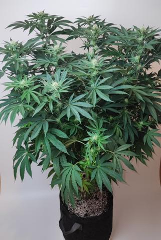 AC Infinity 3x3 grow. Week 11 - Troronjaz 
FLOWER DAY 24
24.5. 2026