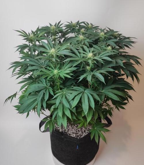 AC Infinity 3x3 grow. Week 11 - Uvaz before defoliation
FLOWER DAY 24
24.5. 2026