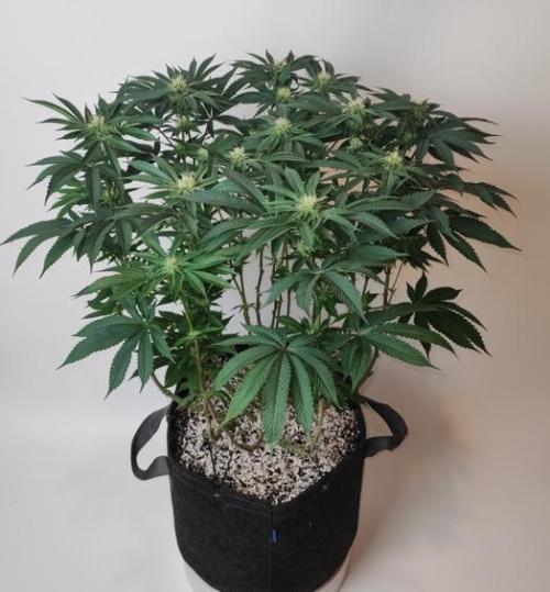AC Infinity 3x3 grow. Week 11 - Uvaz after defoliation
FLOWER DAY 24
24.5. 2026