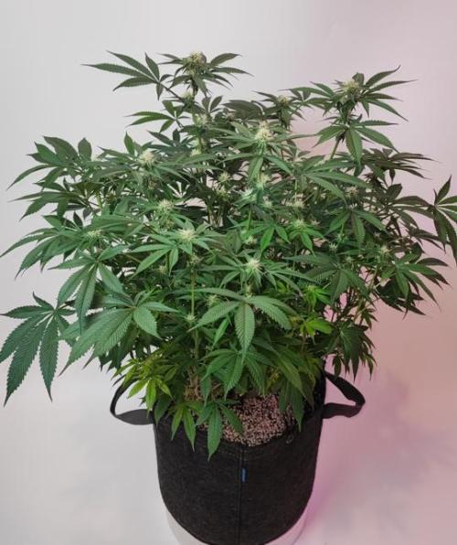 AC Infinity 3x3 grow. Week 11 - Blueberry Pancakes before defoliation
FLOWER DAY 24
24.5. 2026