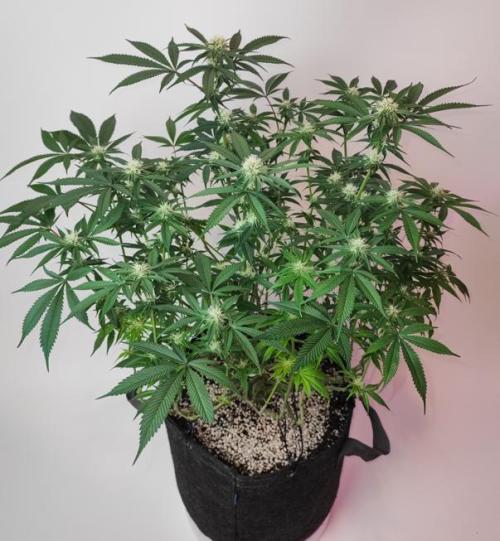 AC Infinity 3x3 grow. Week 11 - Blueberry Pancakes after defoliation
FLOWER DAY 24
24.5. 2026