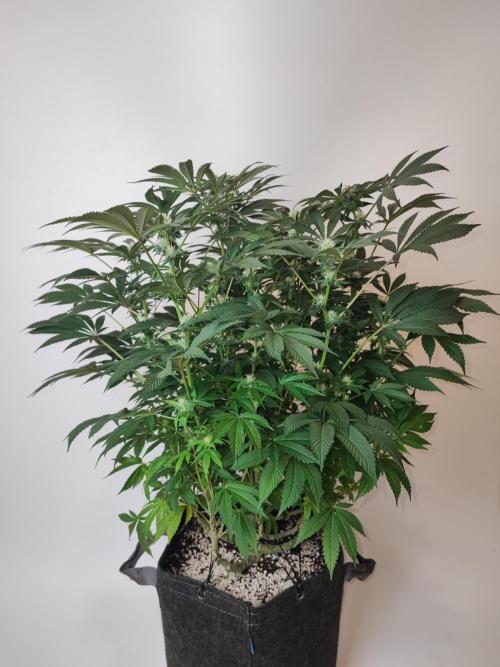 AC Infinity 3x3 grow. Week 11 - Rainbow Melon before defoliation
FLOWER DAY 24
24.5. 2026