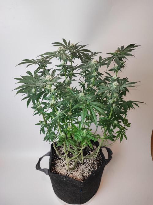 AC Infinity 3x3 grow. Week 11 - Rainbow Melon after defoliation
FLOWER DAY 24
24.5. 2026