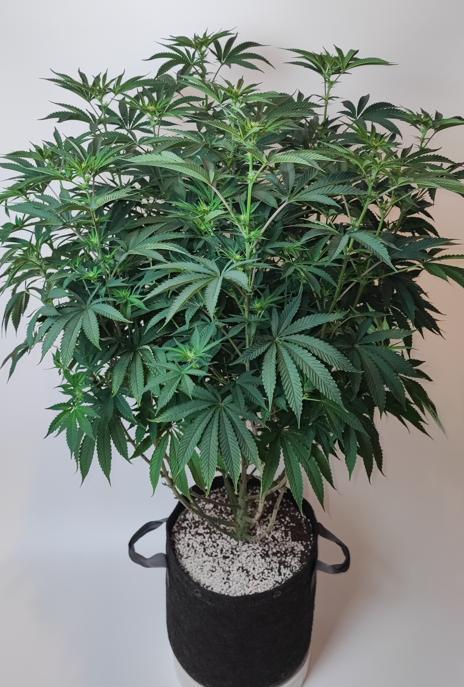 AC Infinity 3x3 grow. Week 10 - Toronjaz
DAY 17 FLOWER
17.5. 2026