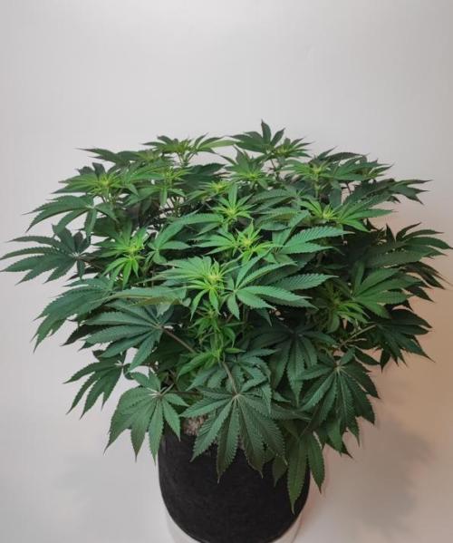 AC Infinity 3x3 grow. Week 10 - Uvaz
DAY 17 FLOWER
17.5. 2026
