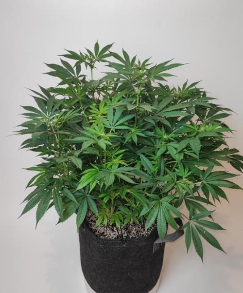 AC Infinity 3x3 grow. Week 10 - Blueberry Pancakes
DAY 17 FLOWER
17.5. 2026