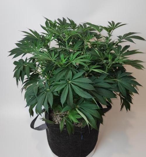 AC Infinity 3x3 grow. Week 10 - Rainbow Melon
DAY 17 FLOWER
17.5. 2026