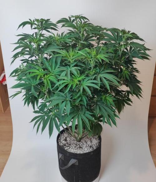 AC Infinity 3x3 grow. Week 9 - Toronjaz 
DAY 7 FLOWER
10.5. 2026