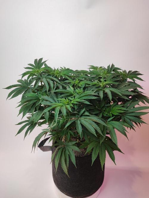 AC Infinity 3x3 grow. Week 9 - Uvaz 
DAY 7 FLOWER
10.5. 2026