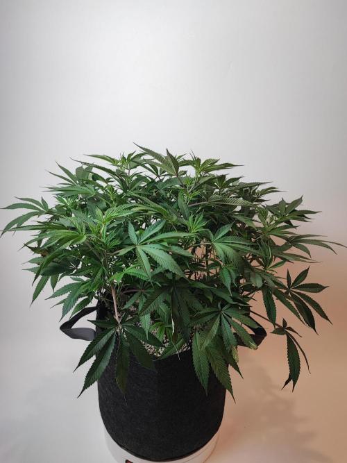 AC Infinity 3x3 grow. Week 9 - Blueberry Pancakes
DAY 7 FLOWER
10.5. 2026