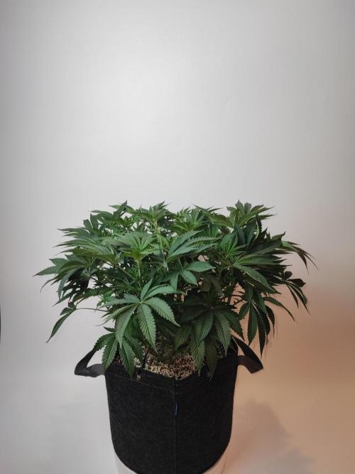 AC Infinity 3x3 grow. Week 9 - Rainbow Melon
DAY 7 FLOWER
10.5. 2026
