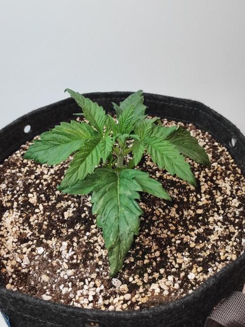 AC Infinity 3x3 grow. Week 2 - Toronjaz 
