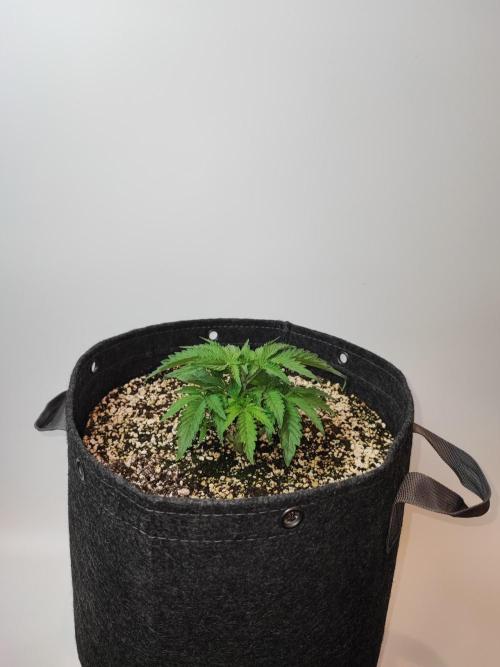 AC Infinity 3x3 grow. Week 2 - Uvaz 
