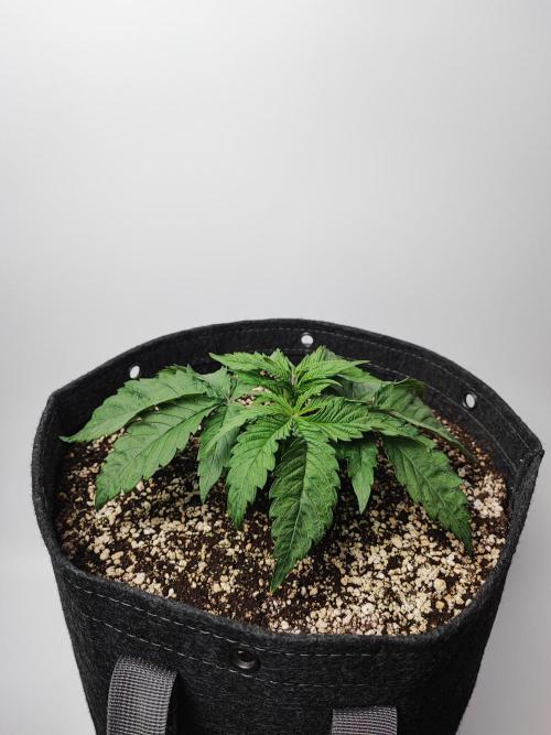 AC Infinity 3x3 grow. Week 2 - Blueberry Pancakes 
