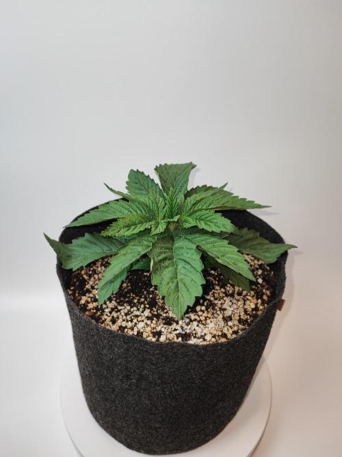 AC Infinity 3x3 grow. Week 2 - Rainbow Melon
