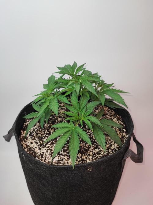 AC Infinity 3x3 grow. Week 3 - Toronjaz