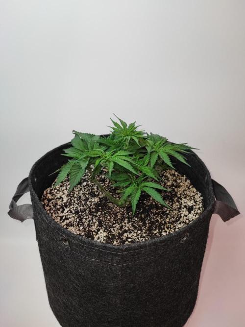 AC Infinity 3x3 grow. Week 3 - Uvaz