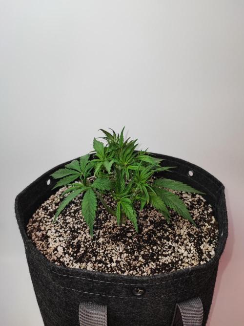 AC Infinity 3x3 grow. Week 3 - Blueberry Pancakes