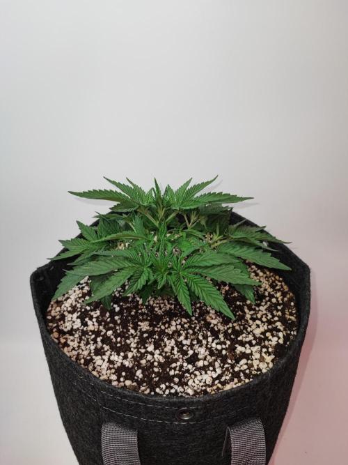 AC Infinity 3x3 grow. Week 3 - Rainbow Melon