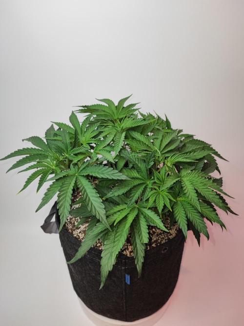 AC Infinity 3x3 grow. Week 4 - Toronjaz