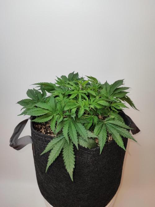 AC Infinity 3x3 grow. Week 4 - Uvaz