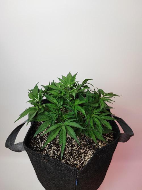 AC Infinity 3x3 grow. Week 4 - Blueberry Pancakes