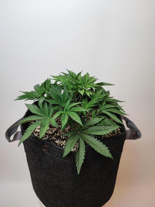 AC Infinity 3x3 grow. Week 4 - Rainbow Melon