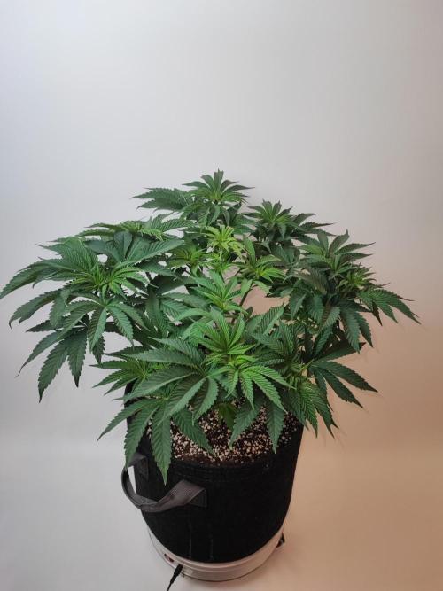 AC Infinity 3x3 grow. Week 5 - Toronjaz